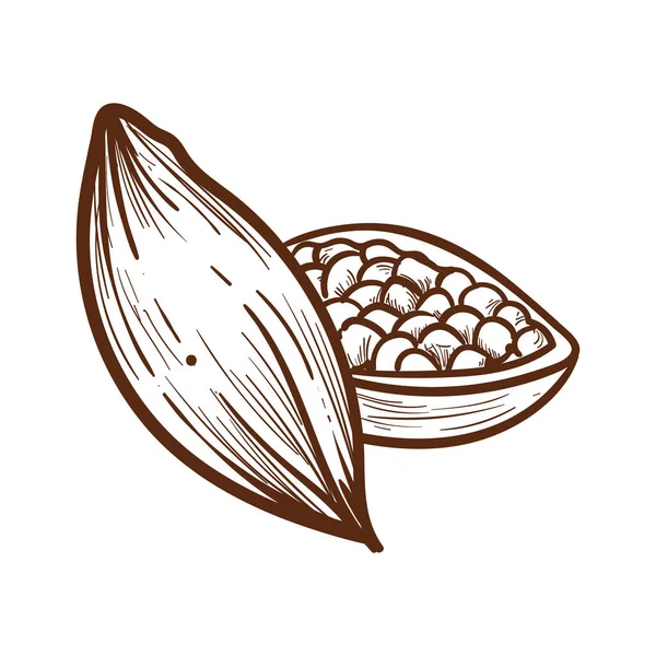 Gambar biji kakao - Stok Vektor