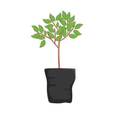 Saksıdaki ağaç bitkisi