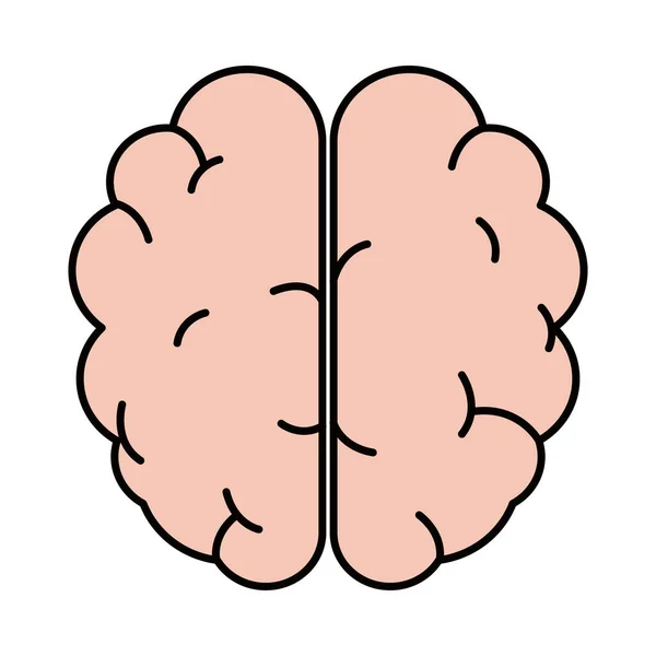 人間の脳のアイコン — ストックベクタ