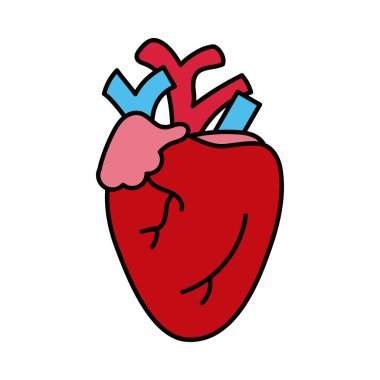 İnsan kalbi organı
