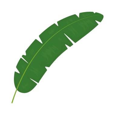 muz palmiye yaprağı