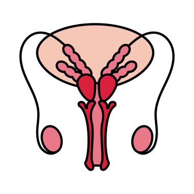 erkek üreme sistemi