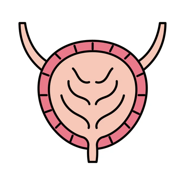 Icône d'organe de la vessie — Image vectorielle