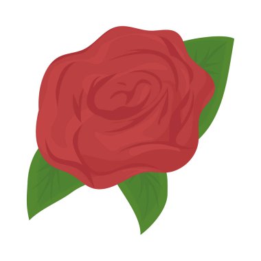 kırmızı gül tasarım