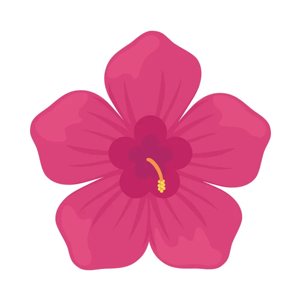ピンクハイビスカスの花 — ストックベクタ