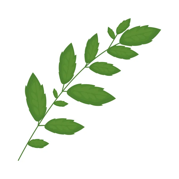 緑の葉枝 — ストックベクタ