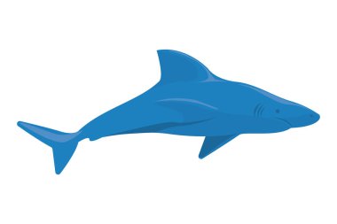 mavi köpekbalığı tasarımı