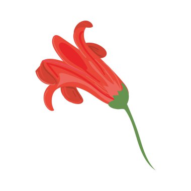 güzel bir kırmızı çiçek