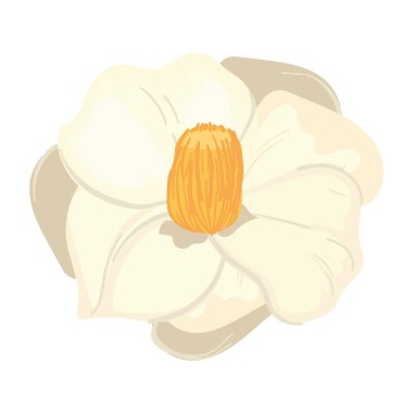 Güzel beyaz çiçek