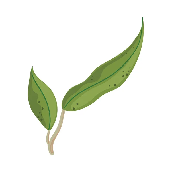 Deux feuilles vertes — Image vectorielle