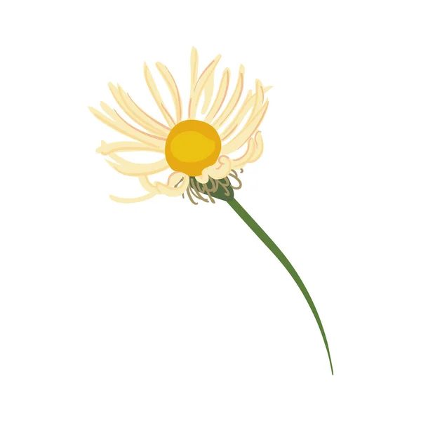 Linda flor blanca — Vector de stock