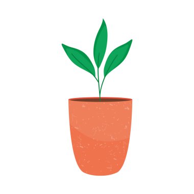 ev bitkisi tasarımı