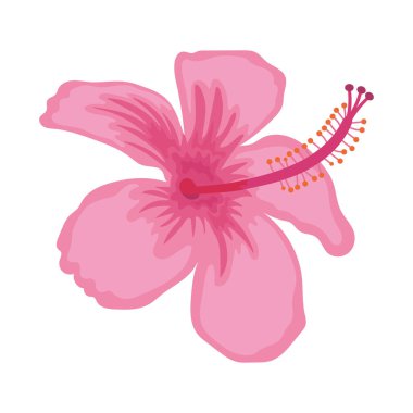 Pembe Başörtüsü Çiçeği