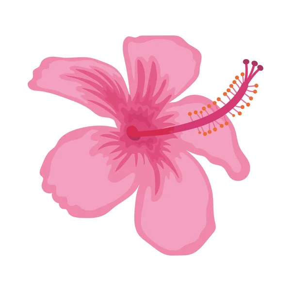 ピンクハイビスカスの花 — ストックベクタ
