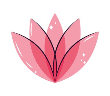 Beyaz arkaplanda pembe nilüfer çiçeği