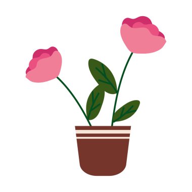 Güller tencerede beyaz üzerine