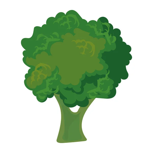 Disegno Sano Dei Broccoli Bianco — Vettoriale Stock