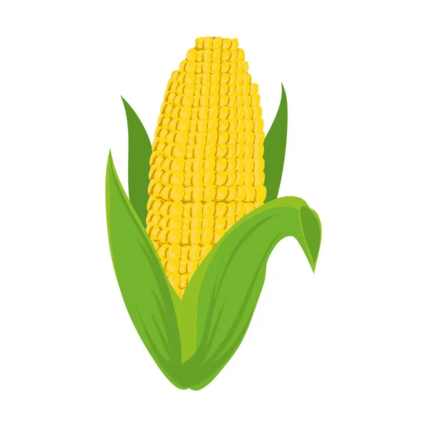 Egészséges Kukorica Design Felett Fehér — Stock Vector