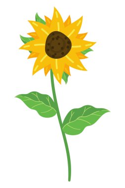 renkli ayçiçekleri izole edilmiş ikon bitki