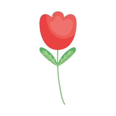 Beyaz yerine kırmızı gül dizaynı