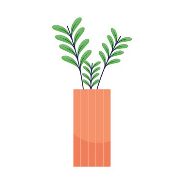 plant in large pot on white background