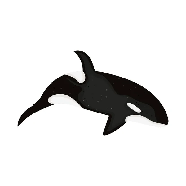 Killer Whale Icon White Background — 스톡 벡터