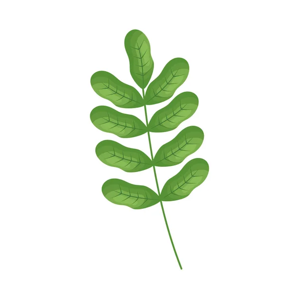 Moringa Leaves Icon White Background — Image vectorielle
