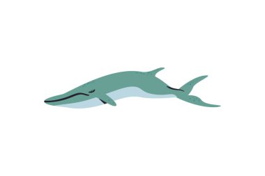 Düz renkli balina beyaza karşı
