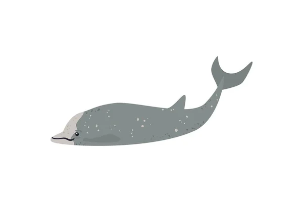 Flat Whale Illustration White — Stock Vector