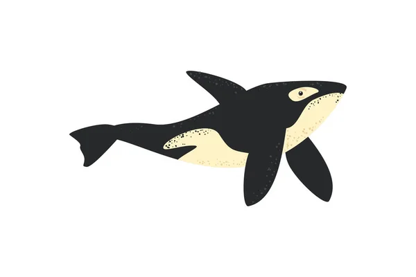 Flat Killer Whale White — Stockový vektor