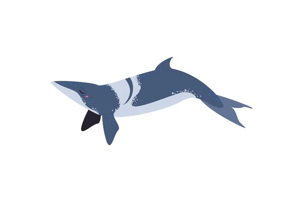 Flat Whale Design White — Archivo Imágenes Vectoriales
