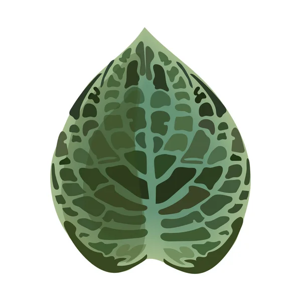 Дизайн Листового Растения Поверх Белого — стоковый вектор