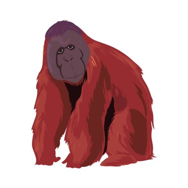 colored orangutan design over white