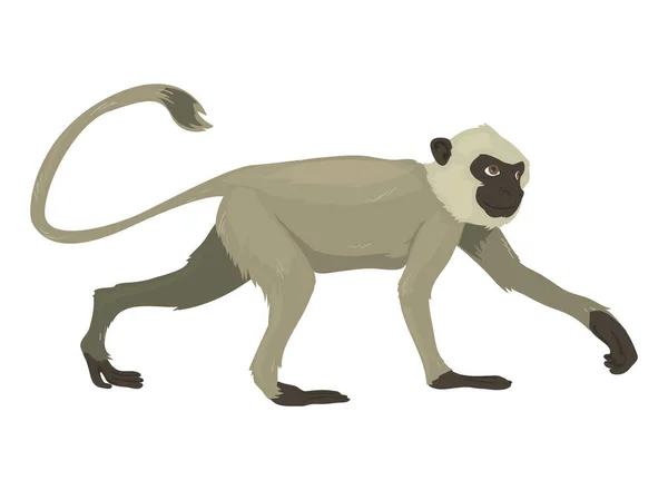 Capuchin Monkey Design White — Image vectorielle