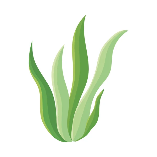 Seaweed Icon White Background — Stock Vector