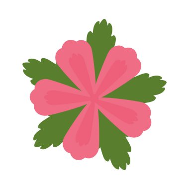 Beyaz arkaplanda Sharon gülü