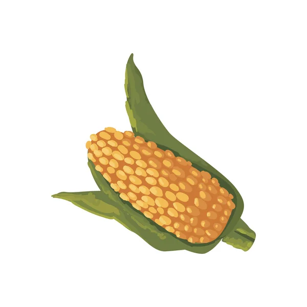Плоский Кукурузный Початок Поверх Белого — стоковый вектор