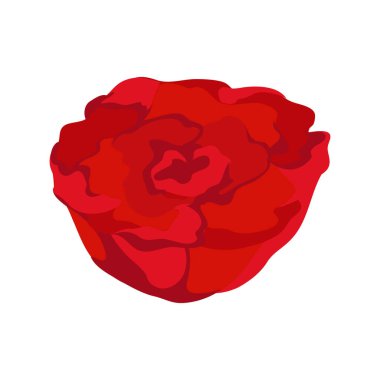 colored rose design over white