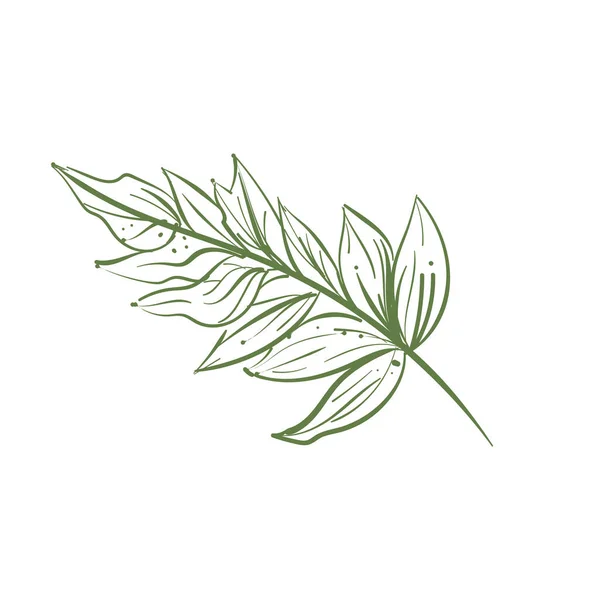 Conception Végétale Botanique Sur Blanc — Image vectorielle