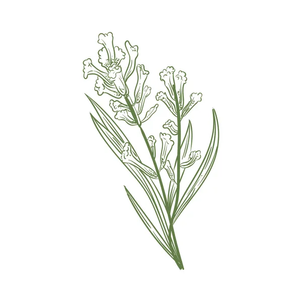 Ilustrasi Bunga Alam Atas Putih - Stok Vektor