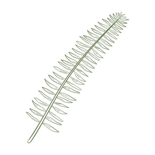 Botanisk Växt Illustration Över Vit — Stock vektor