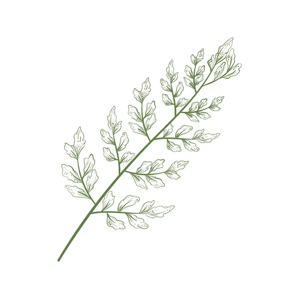 Σχεδιασμός Φυτού Πάνω Από Λευκό — Διανυσματικό Αρχείο