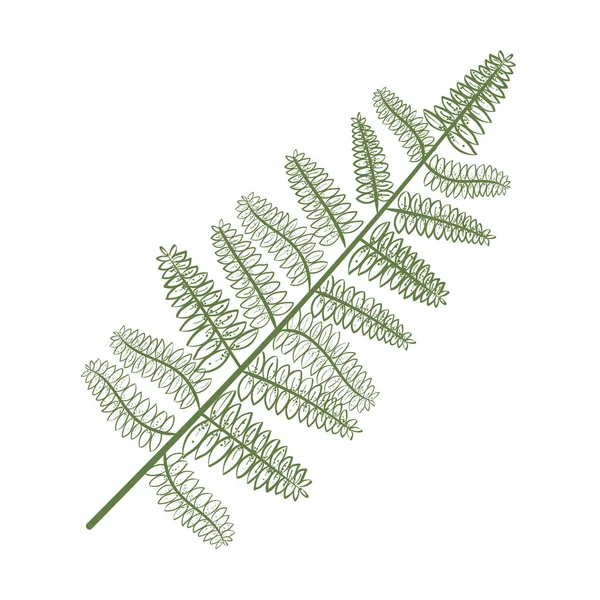 Botanisk Gren Illustration Över Vit — Stock vektor