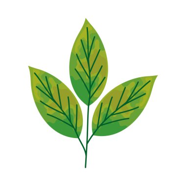 Beyaz arkaplanda yaprakları olan kök