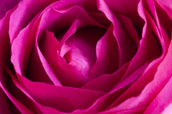 Κοντινό πλάνο ενιαία ροζ τριαντάφυλλο — Φωτογραφία Αρχείου