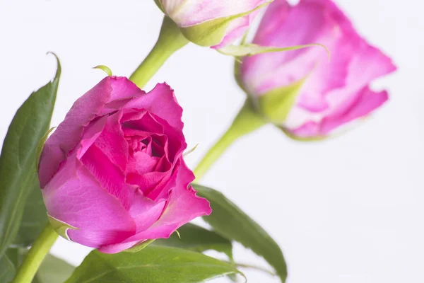 Pink roses on white background — Stock Photo, Image