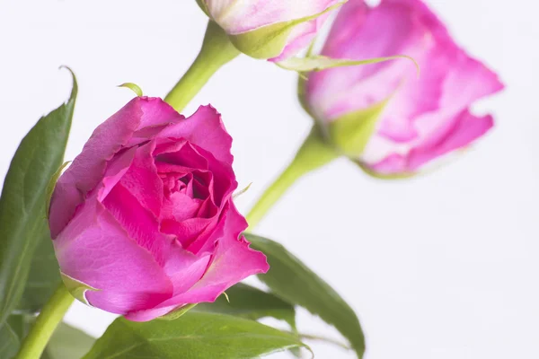 Rosas rosa sobre fundo branco — Fotografia de Stock