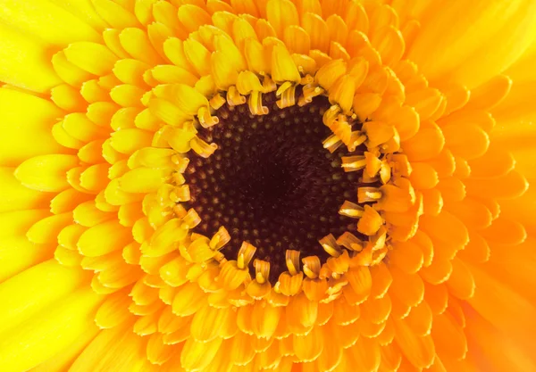 Close up of single yellow dahlia — Stock Photo, Image