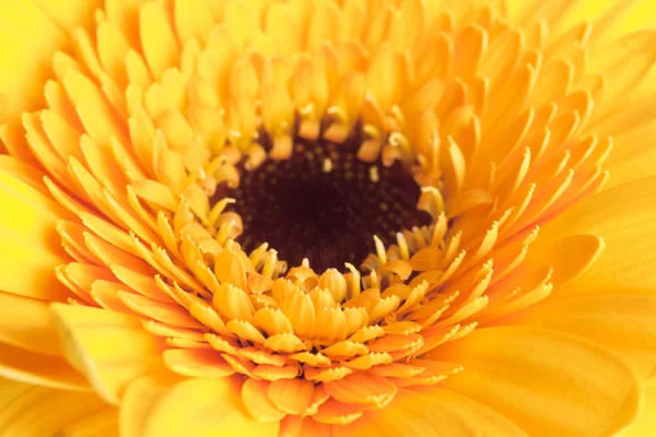 Close up of single yellow dahlia — Stock Photo, Image