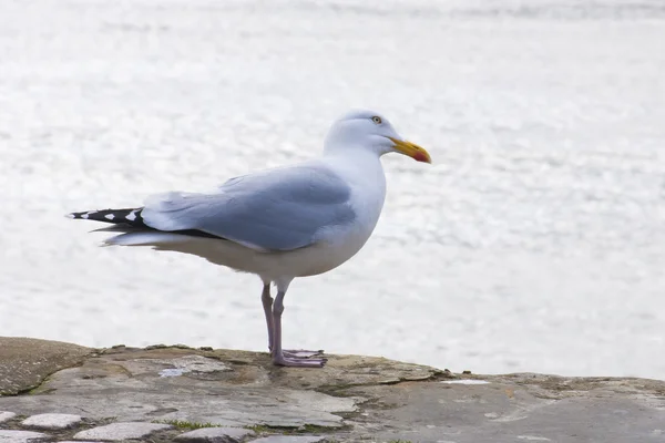 Enda mås fågel på harbour wall — Stockfoto